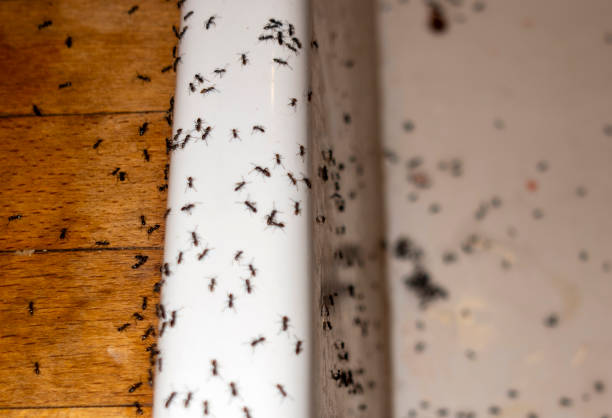 Best Termite Control Services  in North Salt Lake, UT